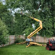 Best Tree Cabling and Bracing  in Lden, MA